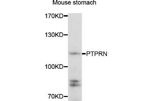 Western blot analysis of extracts of mouse stomach, using PTPRN antibody (ABIN5975409) at 1/1000 dilution. (PTPRN Antikörper)