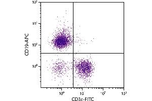 BALB/c mouse splenocytes were stained with Mouse Anti-Mouse CD19-APC. (CD19 Antikörper  (APC-Cy5.5))