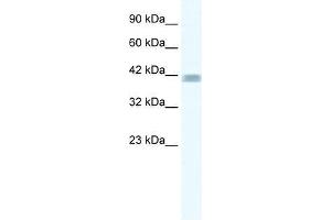 ZNF529 antibody used at 0. (ZNF529 Antikörper  (N-Term))