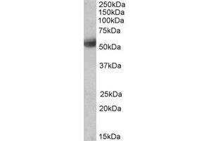 Western Blotting (WB) image for anti-Septin 4 (SEPT4) (Internal Region) antibody (ABIN2464749) (Septin 4 Antikörper  (Internal Region))