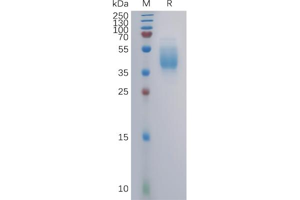 GPR87 Protein (AA 1-46) (mFc Tag)