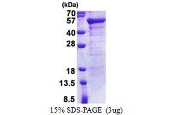 JSRP1 Protein (AA 1-331) (His tag)