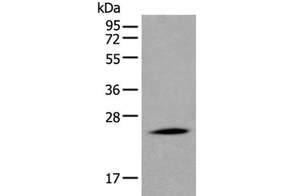 Apolipoprotein D Antikörper