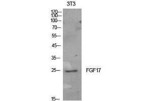 Western Blotting (WB) image for anti-Fibroblast Growth Factor 17 (FGF17) (Internal Region) antibody (ABIN3178900) (FGF17 Antikörper  (Internal Region))