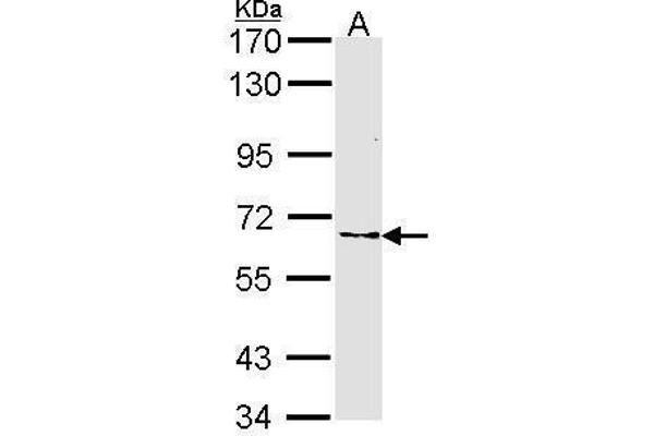 FZD10 Antikörper  (N-Term)