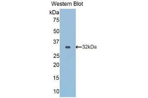 Western Blotting (WB) image for anti-Reelin (RELN) (AA 2400-2610) antibody (ABIN2118161) (Reelin Antikörper  (AA 2400-2610))