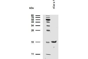 Western Blotting (WB) image for Major Allergen Cor a 1 protein (ABIN7506045)