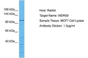 Host: Rabbit Target Name: WDR59 Sample Type: MCF7 Whole Cell lysates Antibody Dilution: 1. (WDR59 Antikörper  (C-Term))
