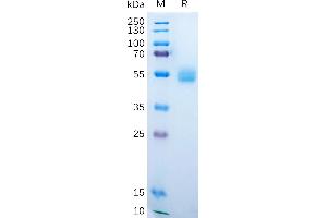 Human A Protein, hFc Tag on SDS-PAGE under reducing condition. (AMHR2 Protein (AA 18-149) (Fc Tag))