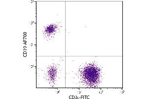 Human peripheral blood lymphocytes were stained with Mouse Anti-Human CD19-AF700. (CD19 Antikörper  (Cy5))