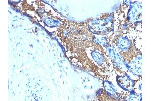 Formalin-fixed, paraffin-embedded human Placenta stained with Glycophorin A Monoclonal Antibody (SPM599) (CD235a/GYPA Antikörper)