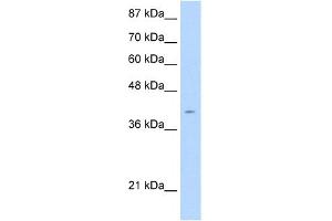 WB Suggested Anti-AGER Antibody Titration:  2. (RAGE Antikörper  (C-Term))