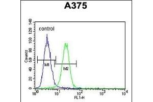 XRCC1 Antibody (Center) (ABIN651735 and ABIN2840381) flow cytometric analysis of  cells (right histogram) compared to a negative control cell (left histogram). (XRCC1 Antikörper  (AA 407-435))