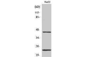 Western Blotting (WB) image for anti-CD83 (CD83) (Internal Region) antibody (ABIN3174278) (CD83 Antikörper  (Internal Region))