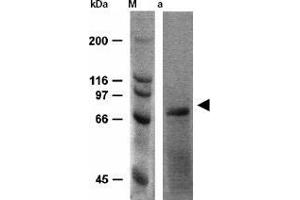 Western Blotting (WB) image for anti-Heat Shock Protein 70 (HSP70) antibody (ABIN191986) (HSP70 Antikörper)