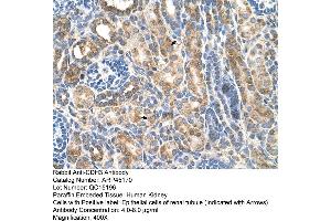 Human kidney (P-Cadherin Antikörper  (N-Term))