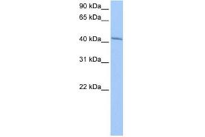 GSG1 antibody used at 1 ug/ml to detect target protein. (GSG1 Antikörper  (N-Term))