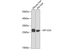 Western blot analysis of extracts of various cell lines using MT-CO3 Polyclonal Antibody at dilution of 1:1000. (COX3 Antikörper)