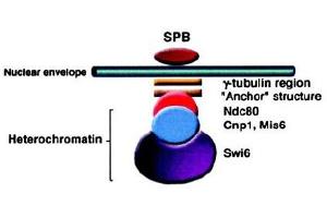 Image no. 2 for anti-Swi6 (AA 314-328) antibody (ABIN401300) (Swi6 (AA 314-328) Antikörper)