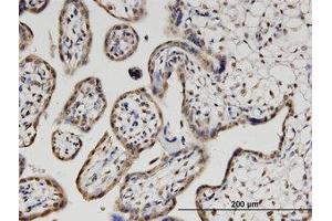 Image no. 1 for anti-Pleckstrin Homology Domain Containing, Family O Member 1 (PLEKHO1) (AA 1-410) antibody (ABIN599555) (PLEKHO1 Antikörper  (AA 1-410))