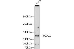 Western blot analysis of extracts of HeLa cells, using RASAL2 antibody. (RASAL2 Antikörper)