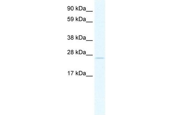 TCF23 Antikörper  (C-Term)