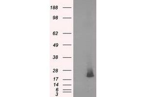 HEK293T cells were transfected with the pCMV6-ENTRY control (Left lane) or pCMV6-ENTRY NME4 (Right lane) cDNA for 48 hrs and lysed. (NME4 Antikörper)