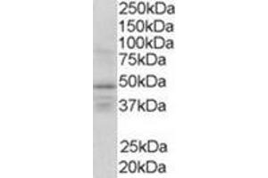 Image no. 1 for anti-Retinoid X Receptor, gamma (RXRG) (Internal Region) antibody (ABIN374479) (Retinoid X Receptor gamma Antikörper  (Internal Region))