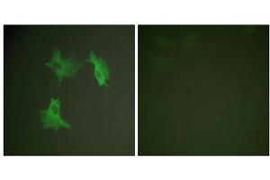 Immunofluorescence analysis of NIH/3T3 cells, using Tubulin alpha antibody. (alpha Tubulin Antikörper  (C-Term))