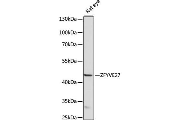 ZFYVE27 Antikörper  (AA 217-411)