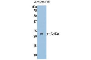 Western Blotting (WB) image for anti-Histone Deacetylase 6 (HDAC6) (AA 166-348) antibody (ABIN1176378) (HDAC6 Antikörper  (AA 166-348))