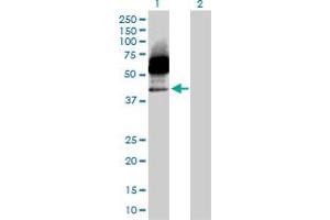 Western Blot analysis of CD33 expression in transfected 293T cell line by CD33 MaxPab polyclonal antibody. (CD33 Antikörper  (AA 1-364))