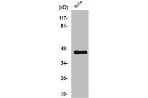 Western Blot analysis of HeLa cells using GPR38 Polyclonal Antibody (Motilin Receptor Antikörper  (C-Term))