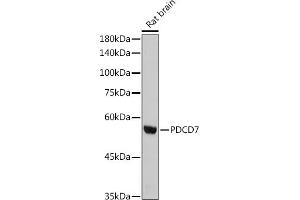 Western blot analysis of extracts of Rat brain, using PDCD7 antibody (ABIN3022039, ABIN3022040, ABIN3022041, ABIN1513274 and ABIN1514421) at 1:1000 dilution. (PDCD7 Antikörper)