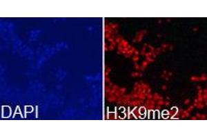 Immunofluorescence (IF) image for anti-Histone 3 (H3) (H3K9me2) antibody (ABIN1872998) (Histone 3 Antikörper  (H3K9me2))