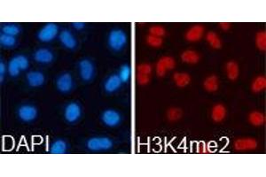 Immunofluorescence (IF) image for anti-Histone 3 (H3) (H3K4me2) antibody (ABIN1872995) (Histone 3 Antikörper  (H3K4me2))
