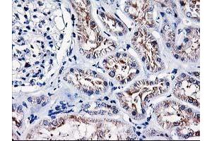 Immunohistochemical staining of paraffin-embedded Human Kidney tissue using anti-HMOX2 mouse monoclonal antibody. (HMOX2 Antikörper)