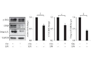 Chrysophanol (Cho) decreased the expression of α-SMA, CTGF, and integrin β-1 in HSC-T6 cells. (Smooth Muscle Actin Antikörper)