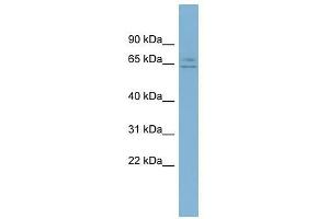 LOC344065 antibody used at 0. (ZFP 570-like Antikörper  (Middle Region))