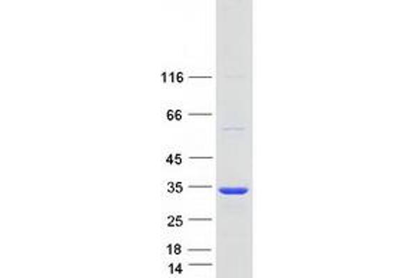 SCAND1 Protein (Transcript Variant 1) (Myc-DYKDDDDK Tag)