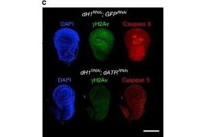 Western Blotting (WB) image for anti-HIS2AV (pSer137) antibody (ABIN129671)