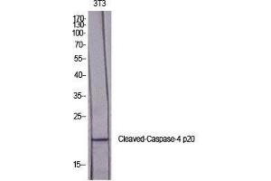 Western Blot (WB) analysis of specific cells using Cleaved-Caspase-4 p20 (Q81) Polyclonal Antibody. (Caspase 4 p20 (cleaved), (Gln81) Antikörper)