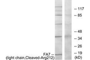 Western Blotting (WB) image for anti-Coagulation Factor VII (F7) (AA 171-220), (Cleaved-Arg212) antibody (ABIN2891195) (Factor VII Antikörper  (Cleaved-Arg212))