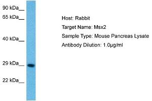 Host: Mouse Target Name: MSX2 Sample Tissue: Mouse Pancreas Antibody Dilution: 1ug/ml (Msx2/Hox8 Antikörper  (N-Term))