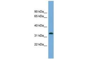 Image no. 1 for anti-Interferon-Induced Protein 35 (IFI35) (N-Term) antibody (ABIN6743410) (IFI35 Antikörper  (N-Term))