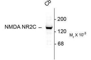 Image no. 1 for anti-Glutamate Receptor, Ionotropic, N-Methyl D-Aspartate 2c (GRIN2C) (N-Term) antibody (ABIN372689) (GRIN2C Antikörper  (N-Term))