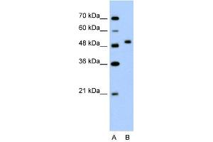 FLJ14213 antibody used at 2. (FLJ14213 (N-Term) Antikörper)