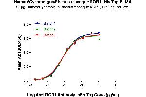 ELISA image for Receptor Tyrosine Kinase-Like Orphan Receptor 1 (ROR1) (AA 30-403) protein (His-Avi Tag) (ABIN7275532)