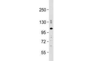 Western blot testing of mouse brain lysate with PDE2A antibody at 1:2000. (PDE2A Antikörper  (AA 780-810))