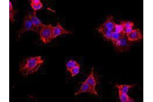 Immunofluorescence (IF) image for anti-Thiosulfate Sulfurtransferase 4 (SSEA-4) antibody (Alexa Fluor 594) (ABIN2656859) (SSEA-4 Antikörper  (Alexa Fluor 594))